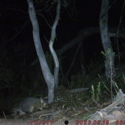 Trichosurus vulpecula (Common Brushtail Possum) at Bruce Ridge - 21 May 2023 by ChrisHolder