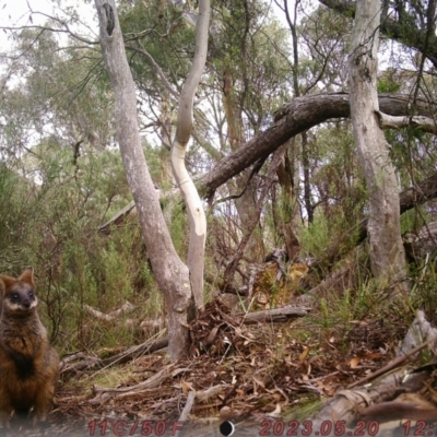 Wallabia bicolor (Swamp Wallaby) at Bruce, ACT - 21 May 2023 by ChrisHolder