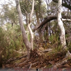 Wallabia bicolor at Bruce, ACT - 21 May 2023