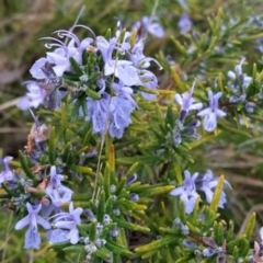 Rosmarinus officinalis (Rosemary) at Fadden, ACT - 20 May 2023 by KumikoCallaway