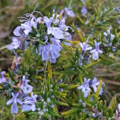 Rosmarinus officinalis (Rosemary) at Fadden, ACT - 20 May 2023 by KumikoCallaway