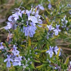 Rosmarinus officinalis at Fadden, ACT - 20 May 2023