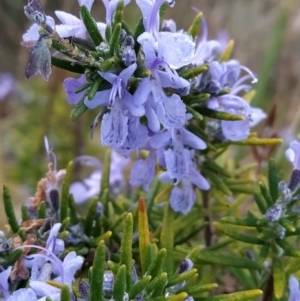 Rosmarinus officinalis at Fadden, ACT - 20 May 2023 08:15 AM