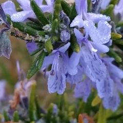 Rosmarinus officinalis at Fadden, ACT - 20 May 2023 08:15 AM