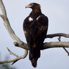 Aquila audax (Wedge-tailed Eagle) at Stromlo, ACT - 4 Apr 2023 by KorinneM