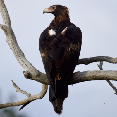 Aquila audax (Wedge-tailed Eagle) at Stromlo, ACT - 5 Apr 2023 by KorinneM