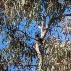 Strepera graculina (Pied Currawong) at Albury - 18 May 2023 by Darcy