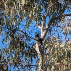 Strepera graculina (Pied Currawong) at North Albury, NSW - 18 May 2023 by Darcy