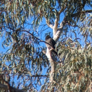 Strepera graculina at North Albury, NSW - 18 May 2023