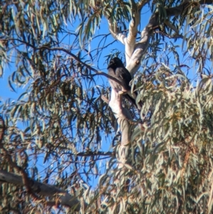 Strepera graculina at North Albury, NSW - suppressed