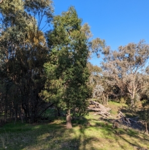 Brachychiton populneus at Bowna, NSW - suppressed