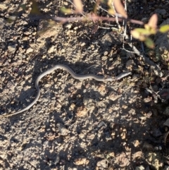 Lialis burtonis (Burton's Snake-lizard) at Coree, ACT - 14 May 2023 by Aira