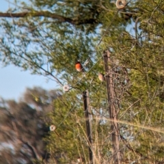Petroica boodang (Scarlet Robin) at Bowna, NSW - 19 May 2023 by Darcy