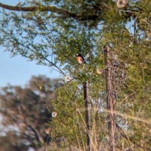 Petroica boodang at Bowna, NSW - 19 May 2023