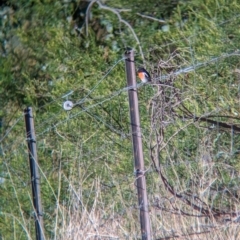 Petroica boodang at Bowna, NSW - suppressed