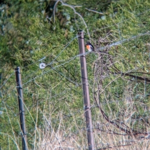 Petroica boodang at Bowna, NSW - suppressed