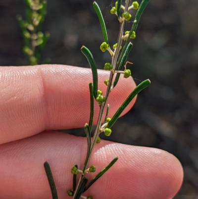 Acacia flexifolia (Bent-leaf Wattle) at Warby-Ovens National Park - 21 May 2023 by Darcy