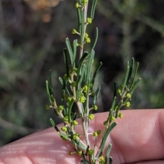 Acacia flexifolia at Killawarra, VIC - 21 May 2023