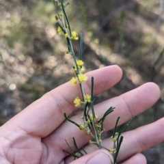 Acacia flexifolia at Killawarra, VIC - 21 May 2023