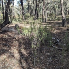 Acacia flexifolia at Killawarra, VIC - 21 May 2023