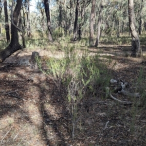 Acacia flexifolia at Killawarra, VIC - 21 May 2023