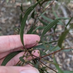 Acacia verniciflua (Varnish Wattle) at Killawarra, VIC - 21 May 2023 by Darcy