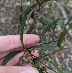 Acacia verniciflua at Killawarra, VIC - 21 May 2023