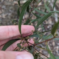 Acacia verniciflua at Killawarra, VIC - 21 May 2023