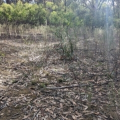 Acacia verniciflua at Killawarra, VIC - 21 May 2023 01:50 PM