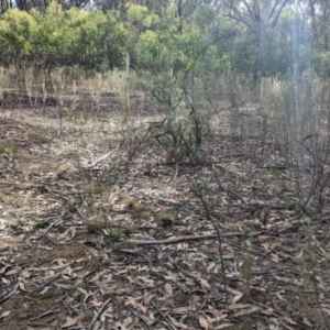 Acacia verniciflua at Killawarra, VIC - 21 May 2023
