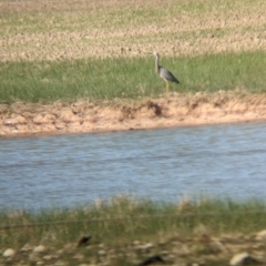 Egretta novaehollandiae (White-faced Heron) at Brimin, VIC - 21 May 2023 by Darcy