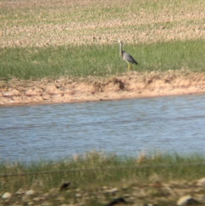 Egretta novaehollandiae (White-faced Heron) at Brimin, VIC - 21 May 2023 by Darcy
