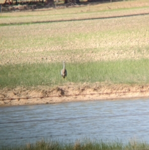 Egretta novaehollandiae at Brimin, VIC - 21 May 2023 02:36 PM