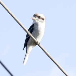 Dacelo novaeguineae at Holt, ACT - 18 May 2023 04:20 PM