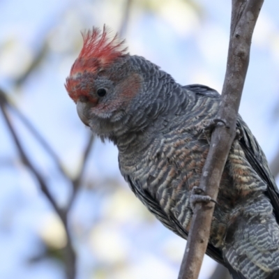 Callocephalon fimbriatum (Gang-gang Cockatoo) at Woodstock Nature Reserve - 18 May 2023 by AlisonMilton