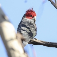 Callocephalon fimbriatum at Coree, ACT - suppressed