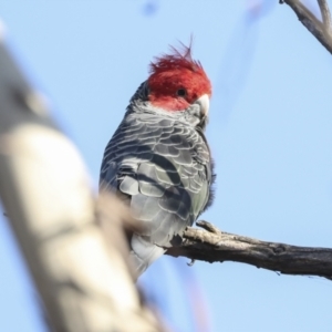 Callocephalon fimbriatum at Coree, ACT - suppressed