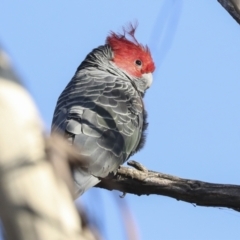 Callocephalon fimbriatum at Coree, ACT - suppressed