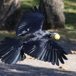 Corvus coronoides at Symonston, ACT - 21 May 2023