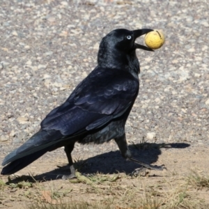 Corvus coronoides at Symonston, ACT - 21 May 2023