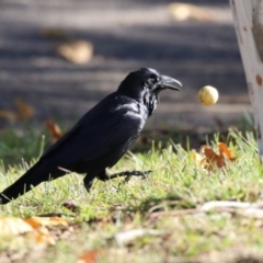 Corvus coronoides at Symonston, ACT - 21 May 2023