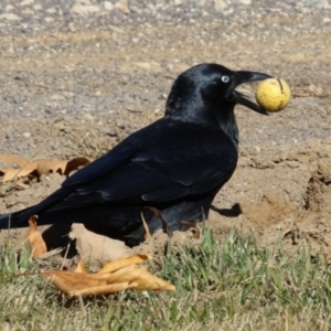 Corvus coronoides at Symonston, ACT - 21 May 2023