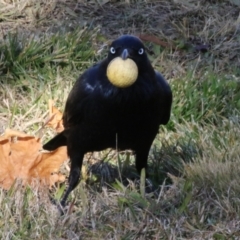 Corvus coronoides at Symonston, ACT - 21 May 2023