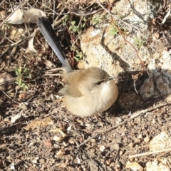 Malurus cyaneus (Superb Fairywren) at Woodstock Nature Reserve - 18 May 2023 by AlisonMilton