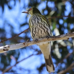 Oriolus sagittatus at Jerrabomberra, ACT - 21 May 2023