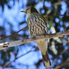 Oriolus sagittatus (Olive-backed Oriole) at Jerrabomberra, ACT - 21 May 2023 by RodDeb