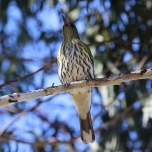 Oriolus sagittatus at Jerrabomberra, ACT - 21 May 2023