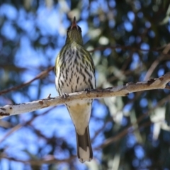 Oriolus sagittatus at Jerrabomberra, ACT - 21 May 2023