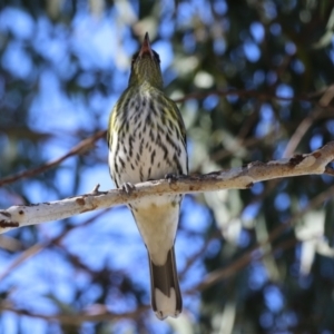 Oriolus sagittatus at Jerrabomberra, ACT - 21 May 2023