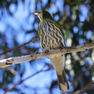 Oriolus sagittatus at Jerrabomberra, ACT - 21 May 2023